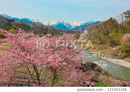 諏訪峽谷的櫻花1 125261286