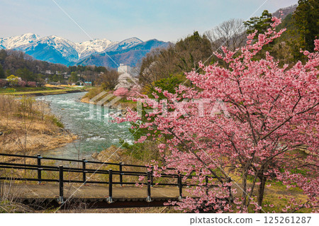 諏訪峽的櫻花 125261287
