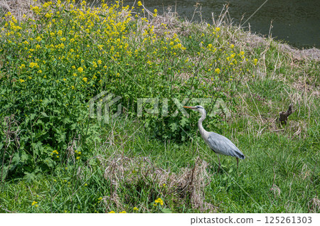 Grey Heron, Kamogawa River, Kyoto City Grey Heron, Kamogawa River, Kyoto City 125261303