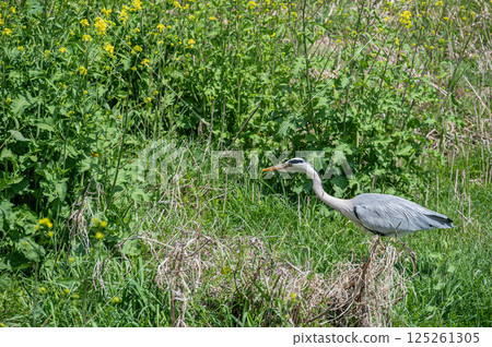 Grey Heron, Kamogawa River, Kyoto City Grey Heron, Kamogawa River, Kyoto City 125261305