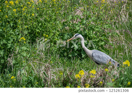 Grey Heron, Kamogawa River, Kyoto City 125261306