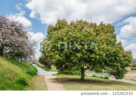 Fresh green trees growing on the banks of the Kamo River in spring, Kyoto City Fresh green trees growing on the banks of the Kamo River in spring, Kyoto City 125261310