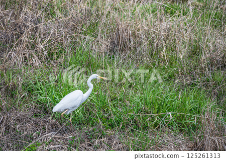 大白鷺(白鷺)京都市鴨川 大白鷺(白鷺)京都市鴨川 125261313