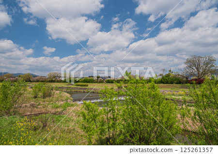 Spring scenery of the Kamo River, Kyoto City 125261357