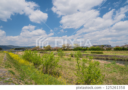 Spring scenery of the Kamo River, Kyoto City 125261358
