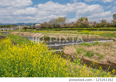 Spring scenery of the Kamo River, Kyoto City Spring scenery of the Kamo River, Kyoto City 125261362