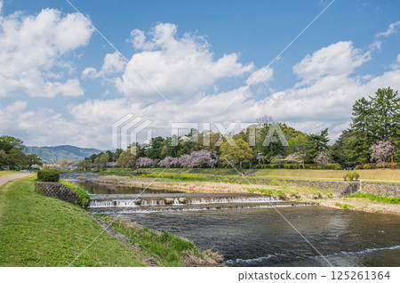 Spring scenery of the Kamo River, Kyoto City Spring scenery of the Kamo River, Kyoto City 125261364