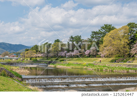 京都市鴨川的春日風景 京都市鴨川的春日風景 125261447