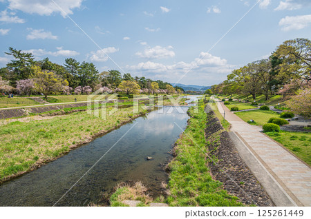 Spring scenery of the Kamo River, Kyoto City Spring scenery of the Kamo River, Kyoto City 125261449