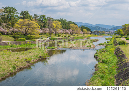 京都市鴨川的春日風景 京都市鴨川的春日風景 125261450