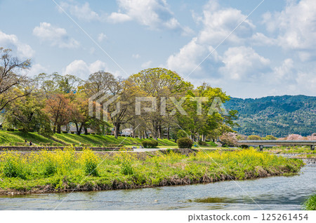 京都市鴨川的春日風景 京都市鴨川的春日風景 125261454