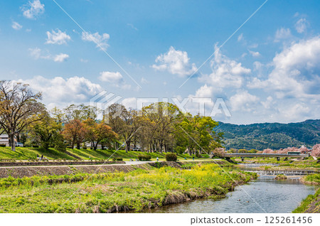 Spring scenery of the Kamo River, Kyoto City 125261456
