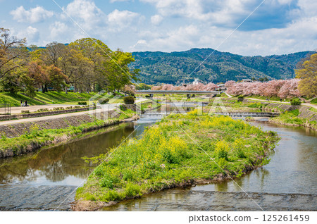 京都市鴨川的春日風景 125261459