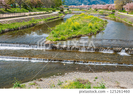 京都市鴨川的春日風景 125261460
