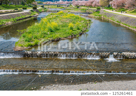 京都市鴨川的春日風景 125261461