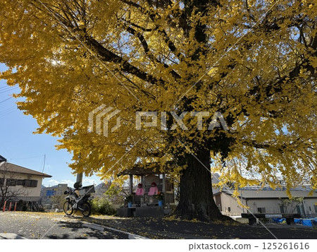 秋風、自行車和銀杏樹的午後 秋風、自行車和銀杏樹的午後 125261616
