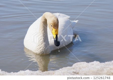 Swan visiting in spring in Hokkaido Swan visiting in spring in Hokkaido 125261748