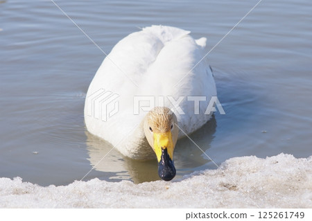 Swan visiting in spring in Hokkaido 125261749