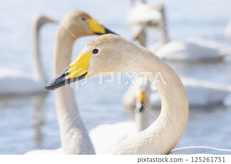 A flock of swans visiting in the spring of Hokkaido A flock of swans visiting in the spring of Hokkaido 125261751