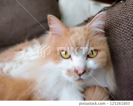 A cat with a serious look 125261803