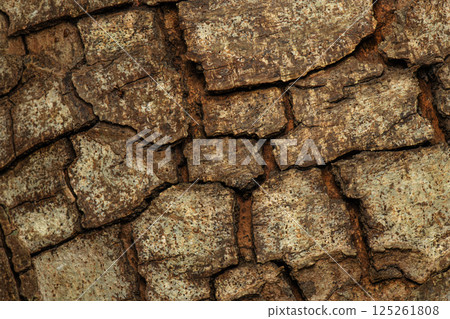 Bark of a Cluster Fig Tree Bark of a Cluster Fig Tree 125261808