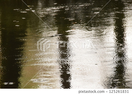 Green reflected on the surface of the water Green reflected on the surface of the water 125261831