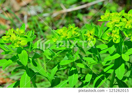 Pretty yarrow blooming on a walking trail near Ageo Maruyama Park 125262015