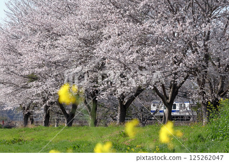 Romantic Ibaraki (A train runs through a row of cherry blossom trees with a refreshing spring breeze blowing.) Kasama City, Mito Line "Yume Senbonzakura" 125262047