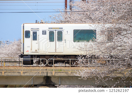 Zuibaiji River cherry blossoms and 305 series train (JR Kyushu) 125262197