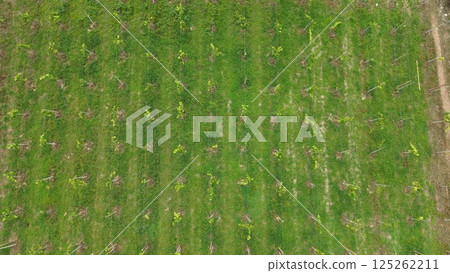 Top-down aerial view of grape cultivation fields in rural landscape Top-down aerial view of grape cultivation fields in rural landscape 125262211