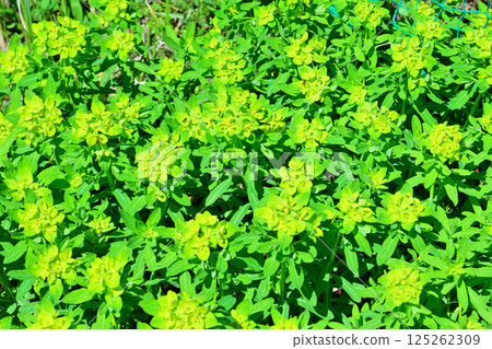 A cluster of pretty euonymus flowers blooming along a walking trail near Ageo Maruyama Park 125262309