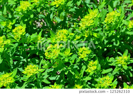 Pretty yarrow blooming on a walking trail near Ageo Maruyama Park Pretty yarrow blooming on a walking trail near Ageo Maruyama Park 125262310