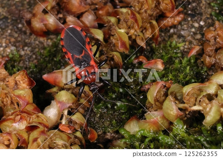 Living creatures/Insects/The red-striped assassin bug, an assassin bug that is over one centimeter in size. Its red and black color scheme is beautiful. Living creatures/Insects/The red-striped assassin bug, an assassin bug that is over one centimeter in size. Its red and black color scheme is beautiful. 125262355