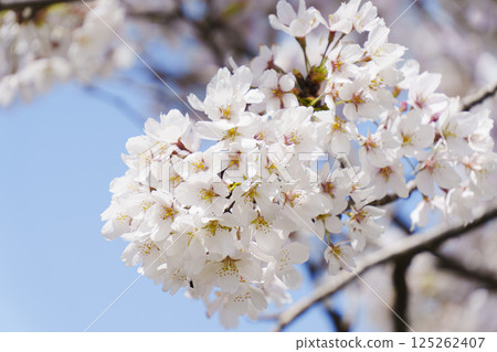 Cherry blossoms in full bloom Cherry blossoms in full bloom 125262407