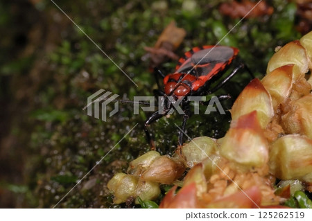 Living creatures, insects, red-striped assassin bug, on the forest floor of a wooded area in April. The upper side of its flat body is flashy, but the underside is solid black. 125262519