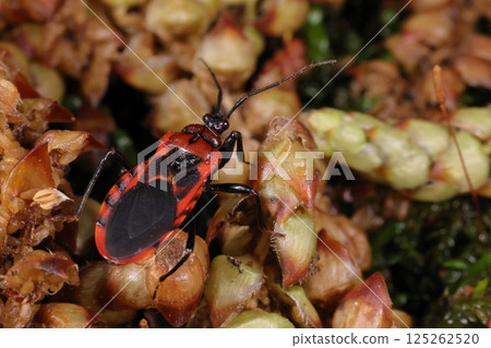 生物：昆蟲：紅斑刺客蟲在地面上行走，主要捕食千足蟲等多足動物。 125262520