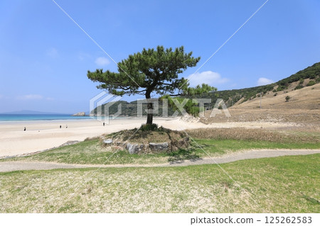 Takahama Beach and pine trees on Fukue Island in the Goto Islands 125262583