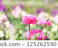 Pink Ranunculus 125262590