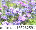 Purple flower garden 125262591