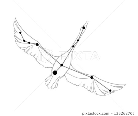 Line drawing illustration of Cygnus Line drawing illustration of Cygnus 125262705