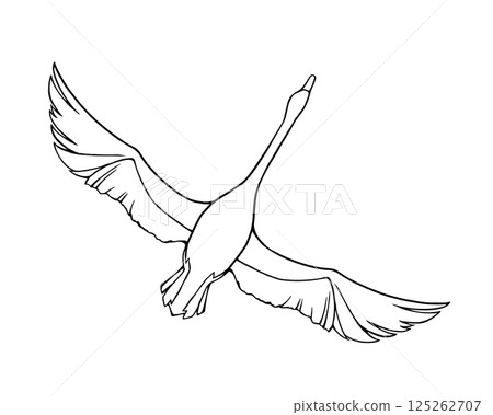 Line drawing illustration of a swan flying with wings spread 125262707