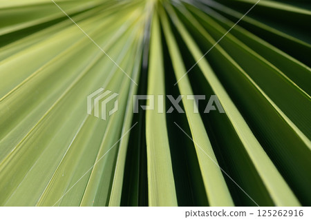Vibrant green palm leaves creating a stunning diagonal pattern under bright sunlight in a serene tropical setting Vibrant green palm leaves creating a stunning diagonal pattern under bright sunlight in a serene tropical setting 125262916