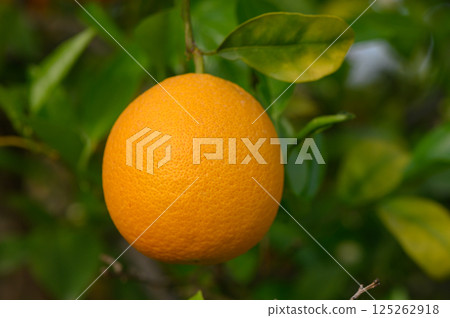 Bright orange fruit hangs ripe and ready amidst lush green leaves in a sunlit orchard 125262918