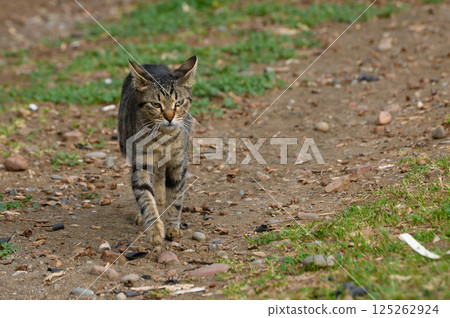 Stray cat explores a rustic path surrounded by nature in an afternoon light Stray cat explores a rustic path surrounded by nature in an afternoon light 125262924