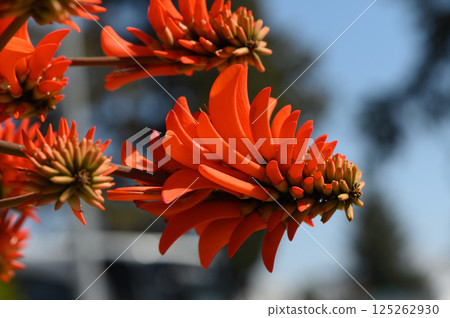 Vibrant orange blossoms sway in the sunlight at a peaceful garden in late spring, showcasing nature's stunning artistry Vibrant orange blossoms sway in the sunlight at a peaceful garden in late spring, showcasing nature's stunning artistry 125262930