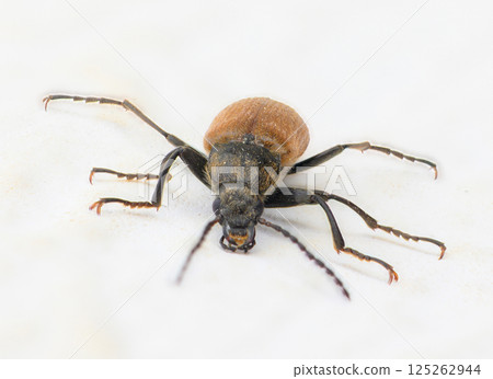 Close encounter with a detailed insect highlighting its unique features in a natural setting during daylight hours Close encounter with a detailed insect highlighting its unique features in a natural setting during daylight hours 125262944