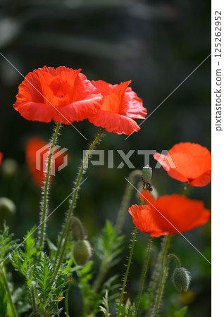 Vibrant red poppies sway in gentle breeze against a lush green backdrop in a serene garden at dawn Vibrant red poppies sway in gentle breeze against a lush green backdrop in a serene garden at dawn 125262952