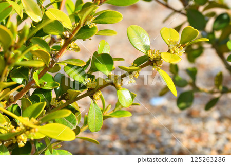 Boxwood, boxwood flower 125263286