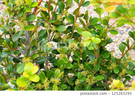 Boxwood, boxwood flower Boxwood, boxwood flower 125263295