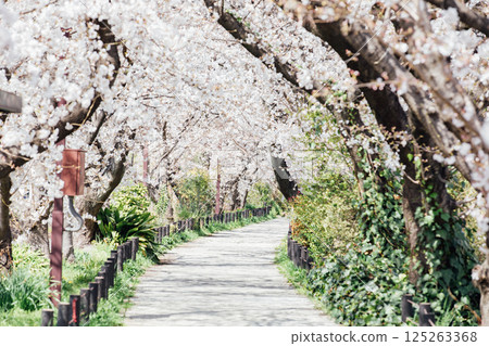 <Kasugai> Famous cherry blossom spot: Suido-dori <Kasugai> Famous cherry blossom spot: Suido-dori 125263368